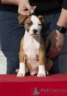 Additional photos: American Staffordshire Terrier puppies of international origin