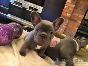 Photo №1. french bulldog - for sale in the city of Austin | 650$ | Announcement № 86863