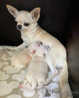 Photo №1. chihuahua - for sale in the city of Londonderry | 475$ | Announcement № 116158