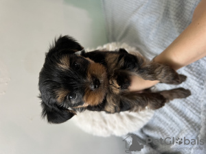 Photo №1. yorkshire terrier - for sale in the city of Bat Yam | 951$ | Announcement № 63860