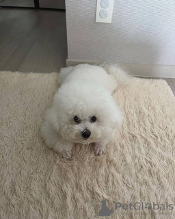 Photo №1. maltese dog - for sale in the city of Melbourne | 1500$ | Announcement № 92904