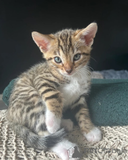 Photo №1. bengal cat - for sale in the city of Valkeakoski | 329$ | Announcement № 140909