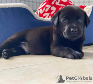 Photo №1. labrador retriever - for sale in the city of Hurstville | 300$ | Announcement № 120850