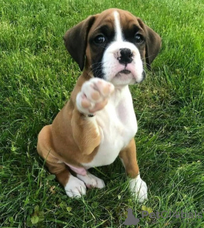 Photo №3. Gorgeous Boxer Puppies for Sale. Germany