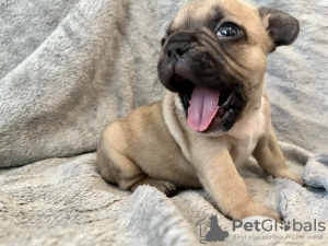 Photo №4. I will sell french bulldog in the city of Нови Сад. private announcement - price - negotiated