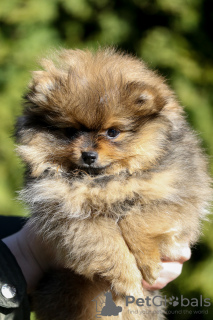 Photo №2 to announcement № 39750 for the sale of pomeranian - buy in Latvia breeder