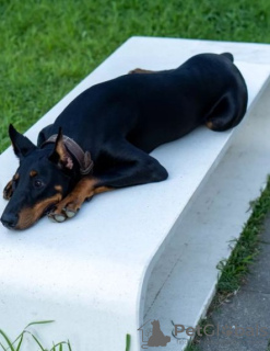 Photo №2 to announcement № 30288 for the sale of dobermann - buy in Georgia breeder
