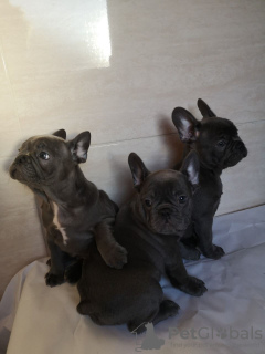 Photo №4. I will sell french bulldog in the city of Munich. private announcement, breeder - price - 423$