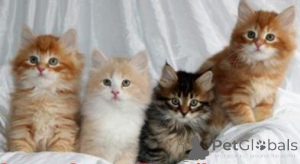 Photo №2 to announcement № 155940 for the sale of siberian cat - buy in Czech Republic 
