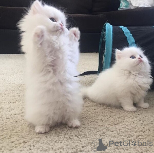 Photo №1. persian cat - for sale in the city of Bad Wildungen | negotiated | Announcement № 167583