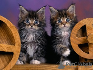 Photo №2 to announcement № 50409 for the sale of maine coon - buy in United States private announcement