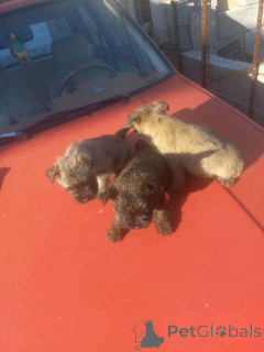 Photo №3. Cairn Terrier puppies. Serbia