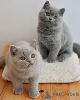Photo №1. british shorthair - for sale in the city of Amsterdam | 413$ | Announcement № 174466