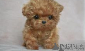 Photo №1. poodle (toy) - for sale in the city of Prague | negotiated | Announcement № 21344
