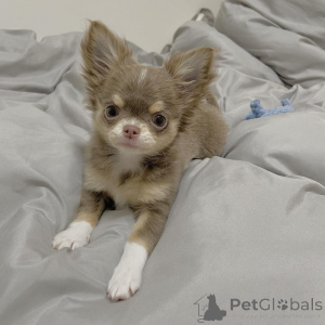 Photo №1. chihuahua - for sale in the city of Sydney | 700$ | Announcement № 166197