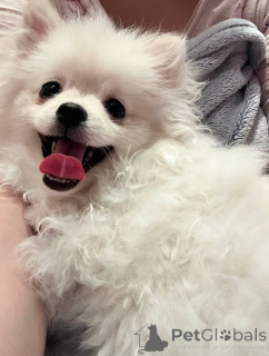 Photo №1. pomeranian - for sale in the city of Mogilyov | negotiated | Announcement № 146675