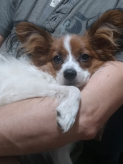 Photo №4. I will sell papillon dog in the city of Minsk. private announcement - price - 404$