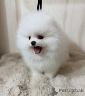 Photo №1. pomeranian - for sale in the city of Buffalo | 420$ | Announcement № 147119