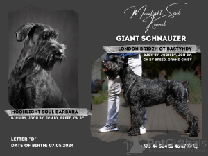 Photo №1. giant schnauzer - for sale in the city of Minsk | negotiated | Announcement № 112311