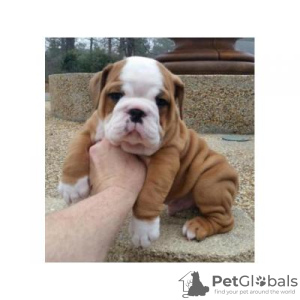 Photo №1. english bulldog - for sale in the city of London | Is free | Announcement № 105985
