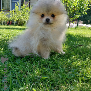 Photo №3. Miniature Pomeranian boy. Russian Federation