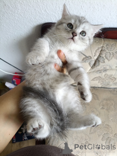 Photo №1. british shorthair - for sale in the city of Halle (Saale) | 372$ | Announcement № 175213