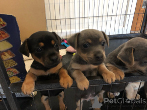 Photo №4. I will sell jack russell terrier in the city of Aalborg. private announcement, breeder - price - 619$