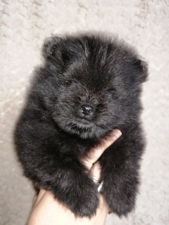 Photo №2 to announcement № 5576 for the sale of pomeranian - buy in Russian Federation breeder