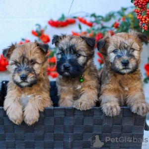 Photo №1. west highland white terrier - for sale in the city of Berlin | Is free | Announcement № 126211