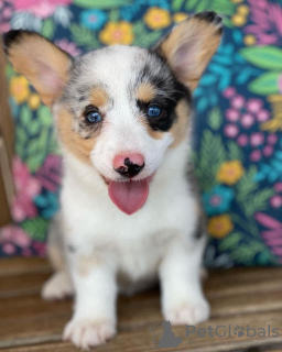 Photo №1. welsh corgi - for sale in the city of Arthur | negotiated | Announcement № 115801