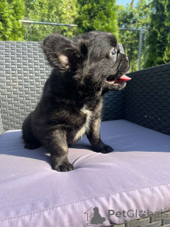 Photo №2 to announcement № 57458 for the sale of french bulldog - buy in Serbia private announcement