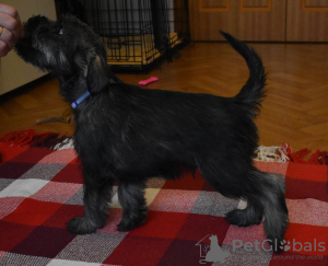 Additional photos: Miniature Schnauzer puppies