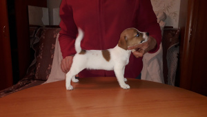 Photo №2 to announcement № 5674 for the sale of jack russell terrier - buy in Russian Federation private announcement