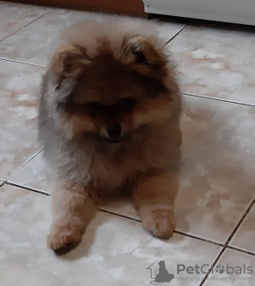 Additional photos: Pet - Miniature Pomeranian