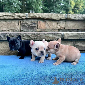Photo №1. french bulldog - for sale in the city of Milan | negotiated | Announcement № 168961