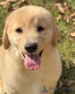 Photo №3. Fall in love with our beautiful Golden Retriever puppies! . Germany