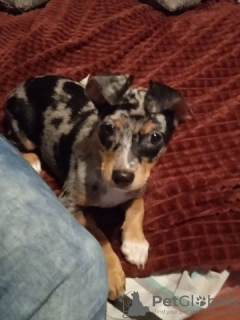 Photo №3. CHOV CHOV - Velpen. Germany