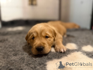 Photo №1. golden retriever - for sale in the city of Anderu | Is free | Announcement № 165865