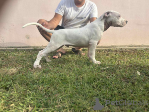 Photo №2 to announcement № 119118 for the sale of dogo argentino - buy in Serbia 