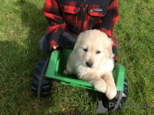 Photo №2 to announcement № 114676 for the sale of golden retriever - buy in Germany private announcement