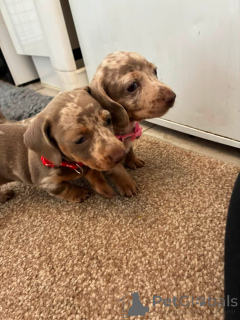 Photo №2 to announcement № 175220 for the sale of dachshund - buy in Germany private announcement