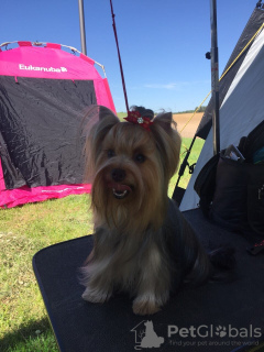 Additional photos: Yorkshire terrier puppies