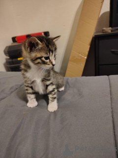 Photo №1. american shorthair - for sale in the city of Aarbergen | 361$ | Announcement № 173277