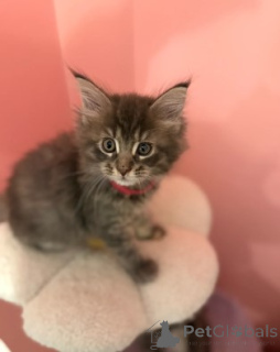 Photo №1. maine coon - for sale in the city of Ludwigshafen | 929$ | Announcement № 160423