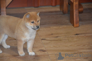 Photo №2 to announcement № 119280 for the sale of shiba inu - buy in Czech Republic private announcement