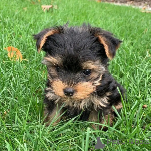 Photo №1. yorkshire terrier - for sale in the city of Berlin | 471$ | Announcement № 136410