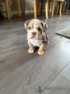 Photo №3. English bulldog puppies. Belgium
