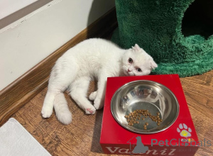 Photo №1.  - for sale in the city of Evpatoria | negotiated | Announcement № 165466