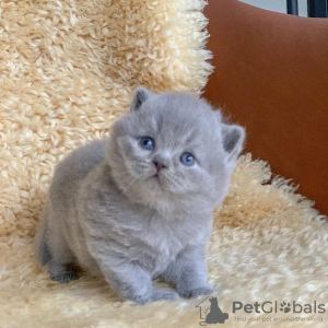 Photo №2 to announcement № 98534 for the sale of british shorthair - buy in Slovenia private announcement, from nursery, from the shelter, breeder