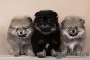 Photo №1. pomeranian - for sale in the city of Bellingham | 450$ | Announcement № 127571